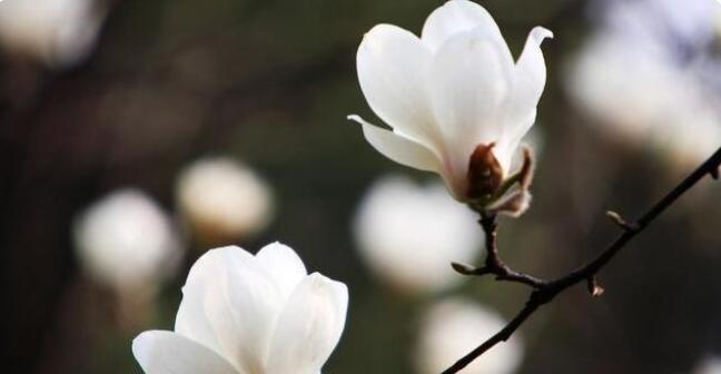 1652149447617396.jpg 艾木传媒花卉摄影技巧